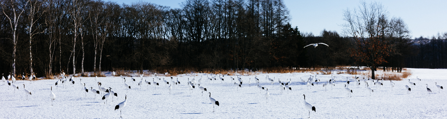 Eastern Hokkaido’s beauty changes with each season. Learn what to expect in terms of weather and get tips on what to pack to stay comfortable during your journey.